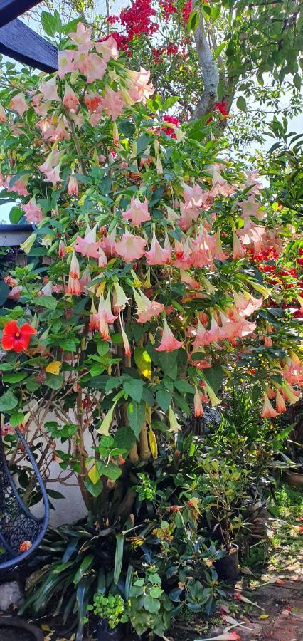 Ashcroft Gardens Bed & Breakfast Napier Extérieur photo