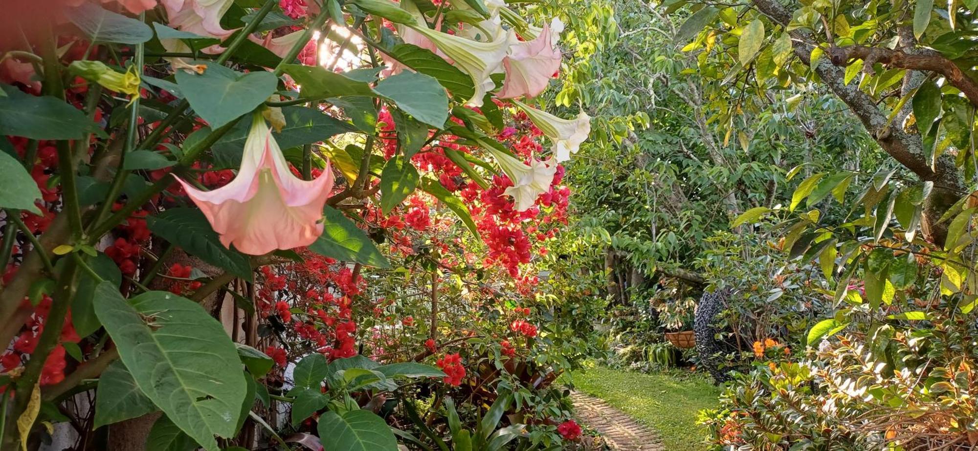 Ashcroft Gardens Bed & Breakfast Napier Extérieur photo